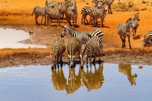 Viaje a Kenia y Cataratas Victoria